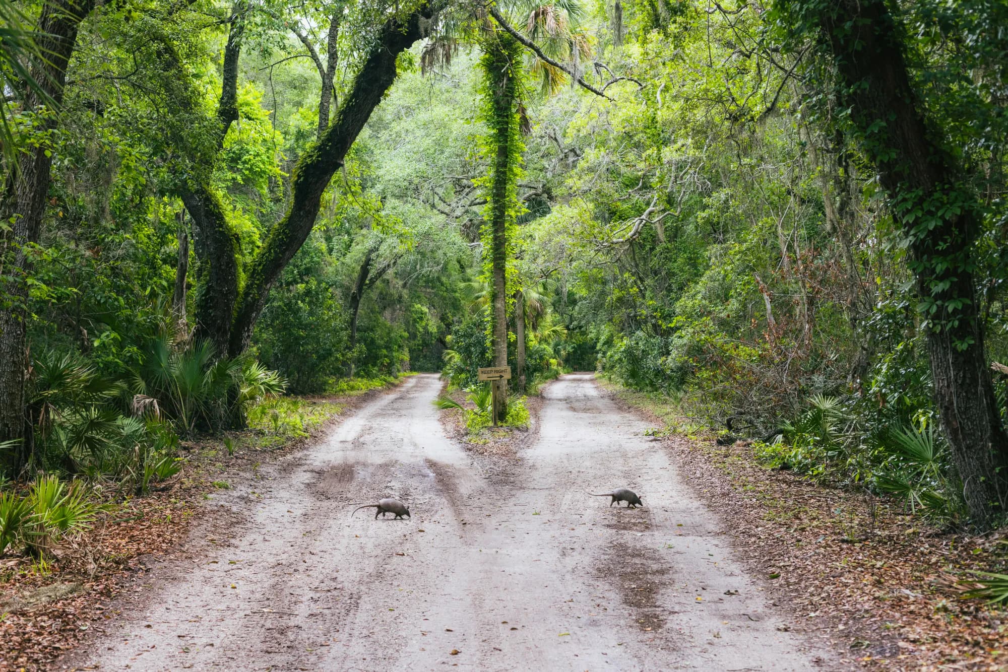 A sandy road beneath live oaks in the maritime forest on Cumberland Island